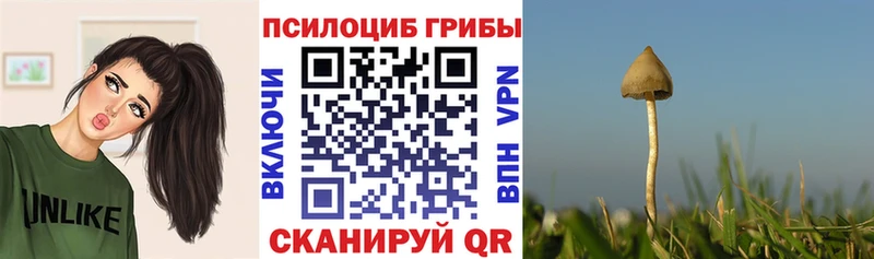где можно купить   Талица  Псилоцибиновые грибы Psilocybine cubensis 